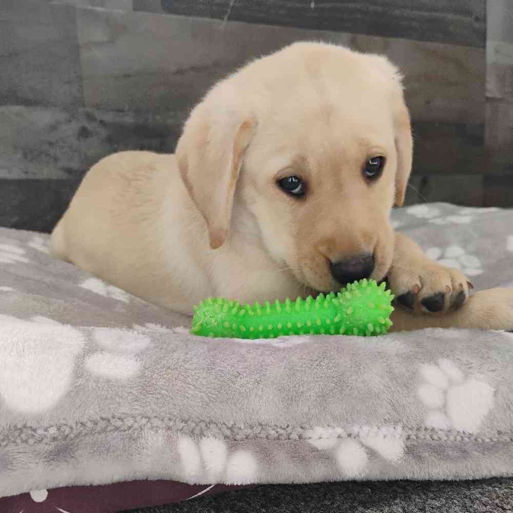 Female Labrador Retriever Puppy for Sale in Troy, MI