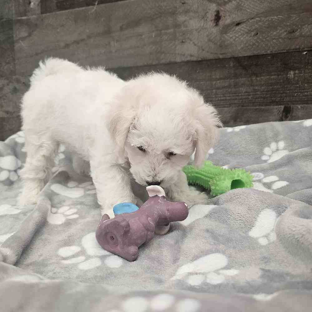 Male Bichon Frise Puppy for Sale in Troy, MI