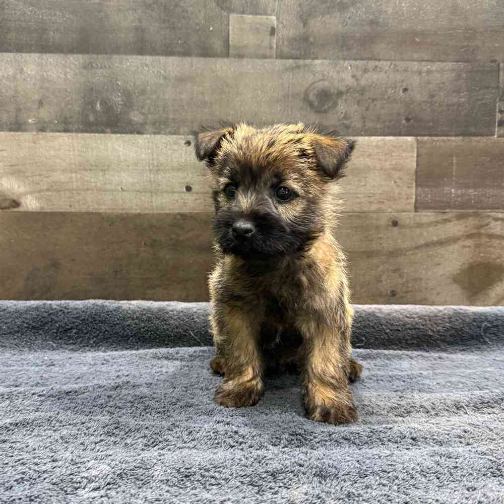 Image of a pet breed in the gallery