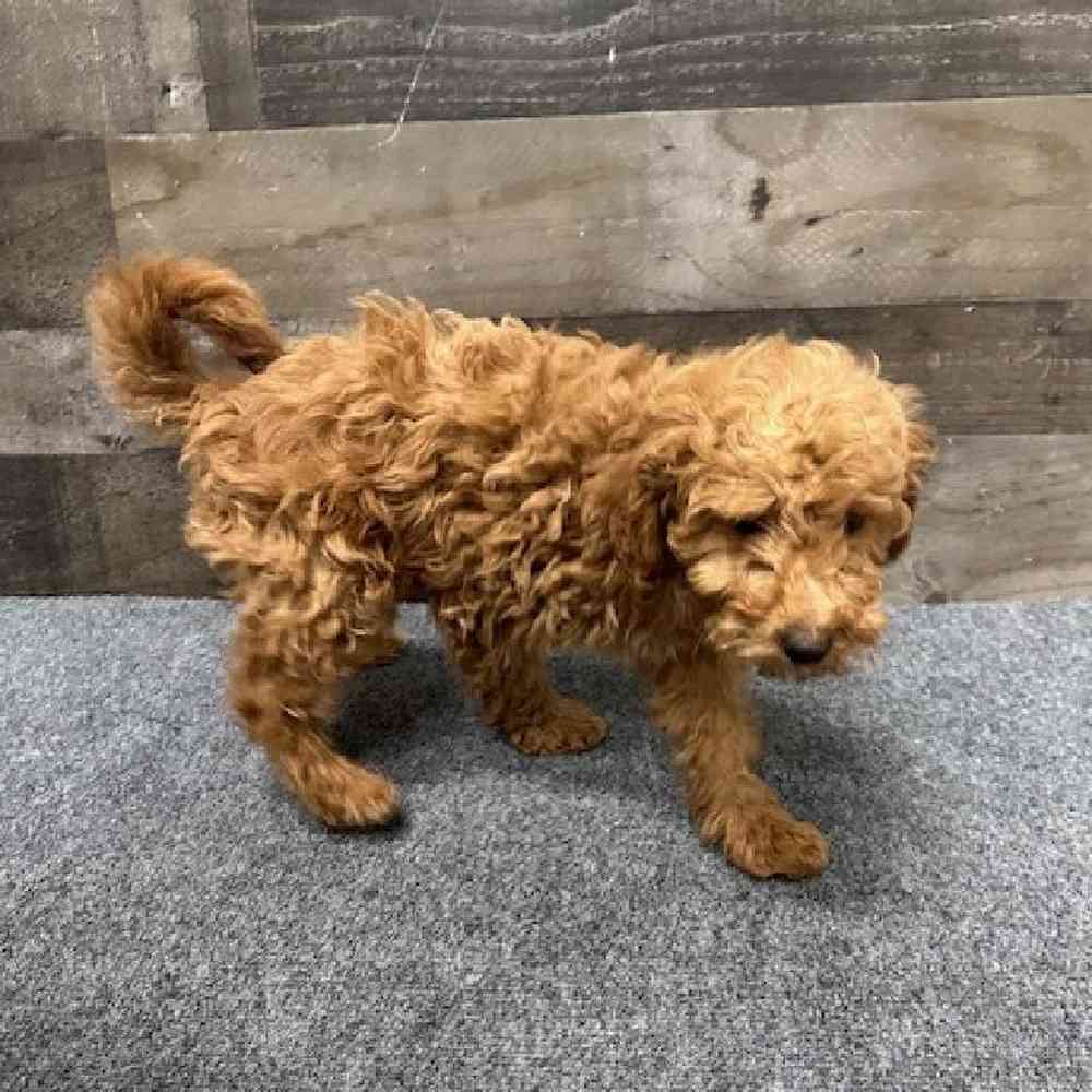 Male Mini Goldendoodle Puppy for Sale in Troy, MI