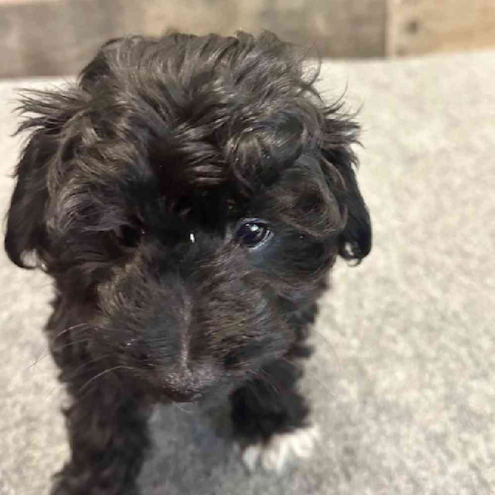 Male Mini Aussiedoodle Puppy for Sale in Troy, MI