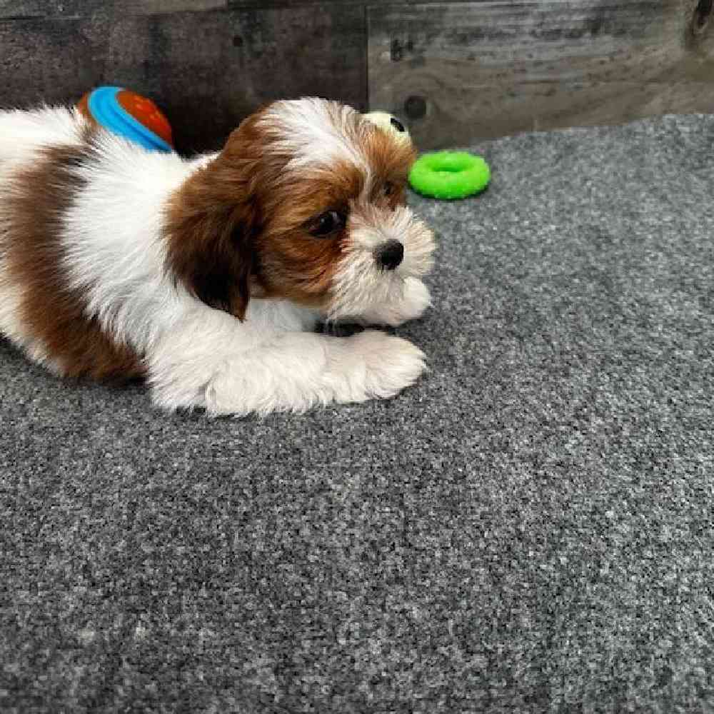 Female Lhasa Apso Puppy for Sale in Troy, MI