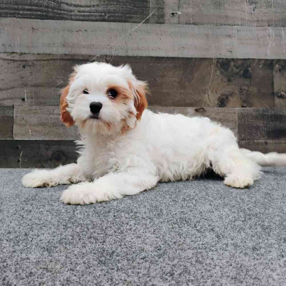 Male Cavapoo Puppy for Sale in Troy, MI