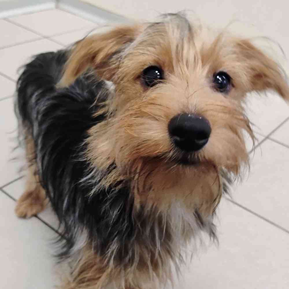 carousel pet images
