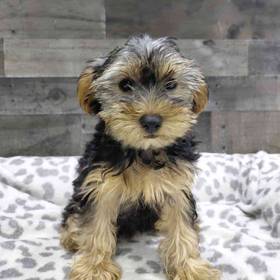 Yorkie