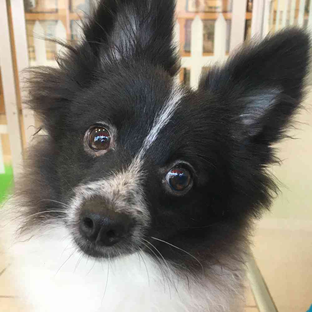 carousel pet images