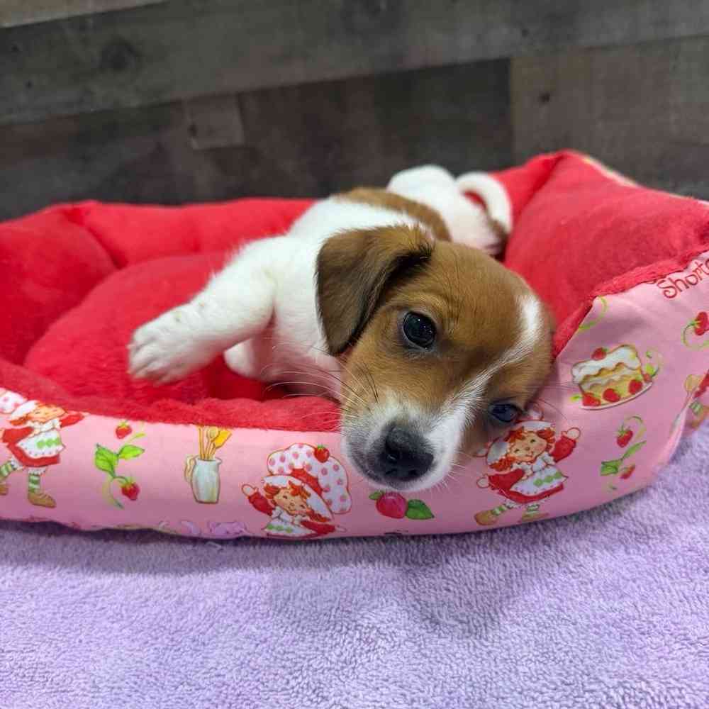 pet breed image