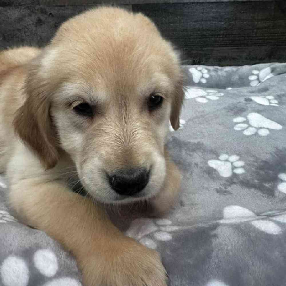 Female Golden Retriever Puppy for Sale in Troy, MI