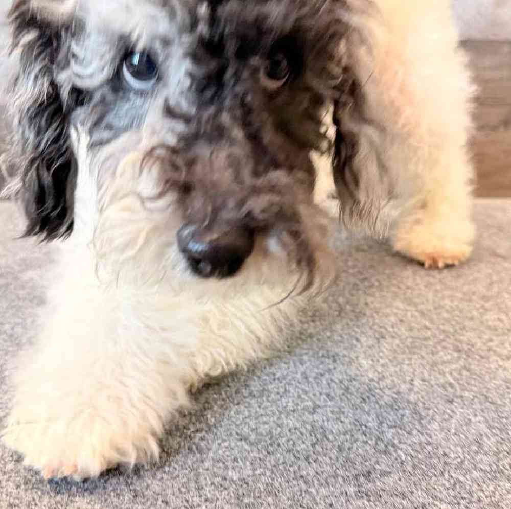 Male Aussiedoodle Puppy for Sale in Troy, MI