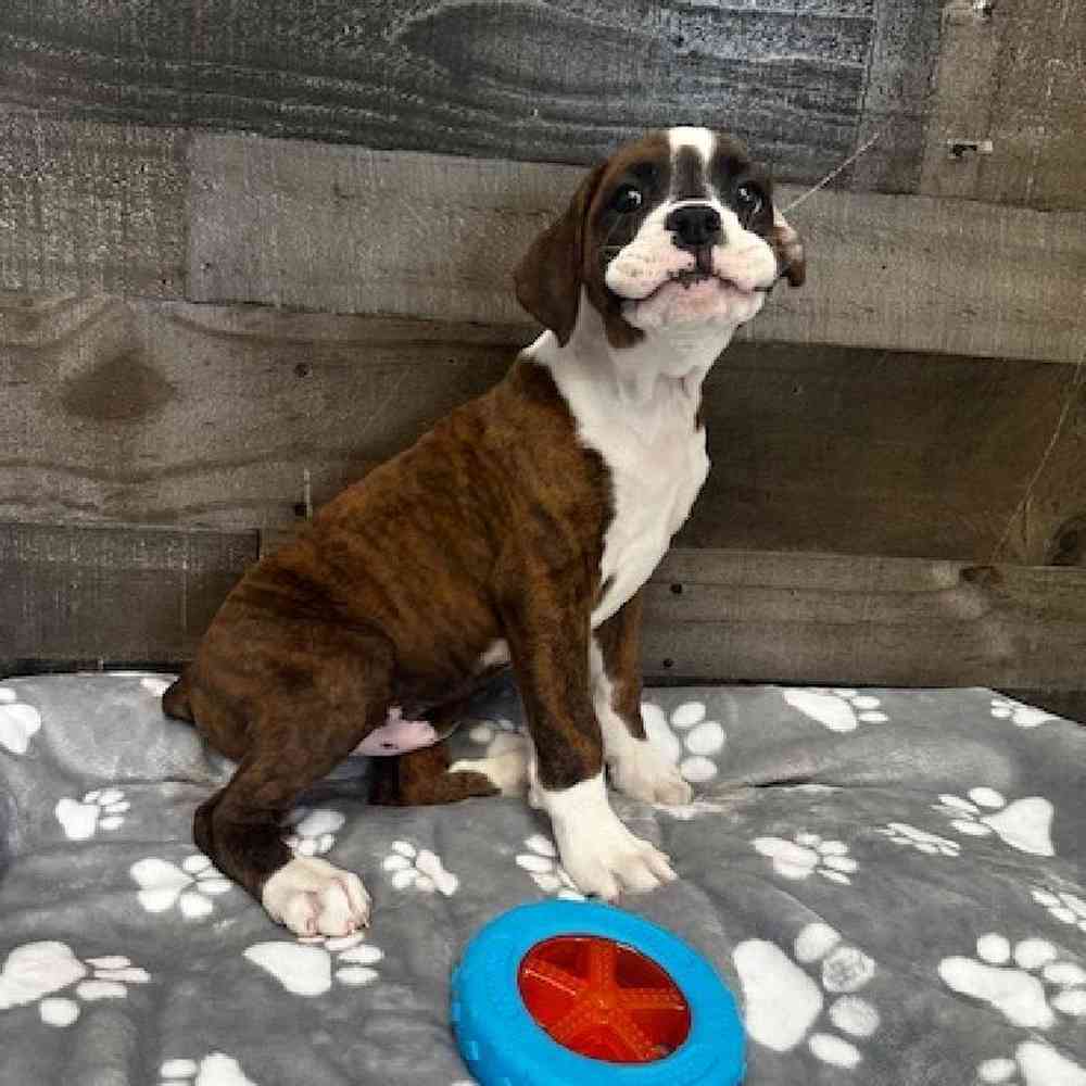 Male Boxer Puppy for Sale in Troy, MI
