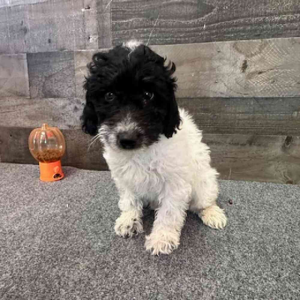 Female Aussiedoodle Puppy for Sale in Troy, MI