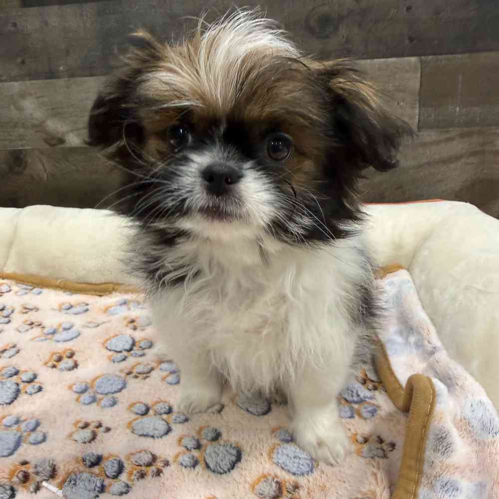 Image of a pet breed in the gallery