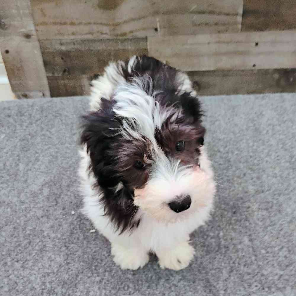 Female Maltipoo Puppy for Sale in Troy, MI