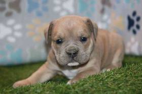 Mini Bullies