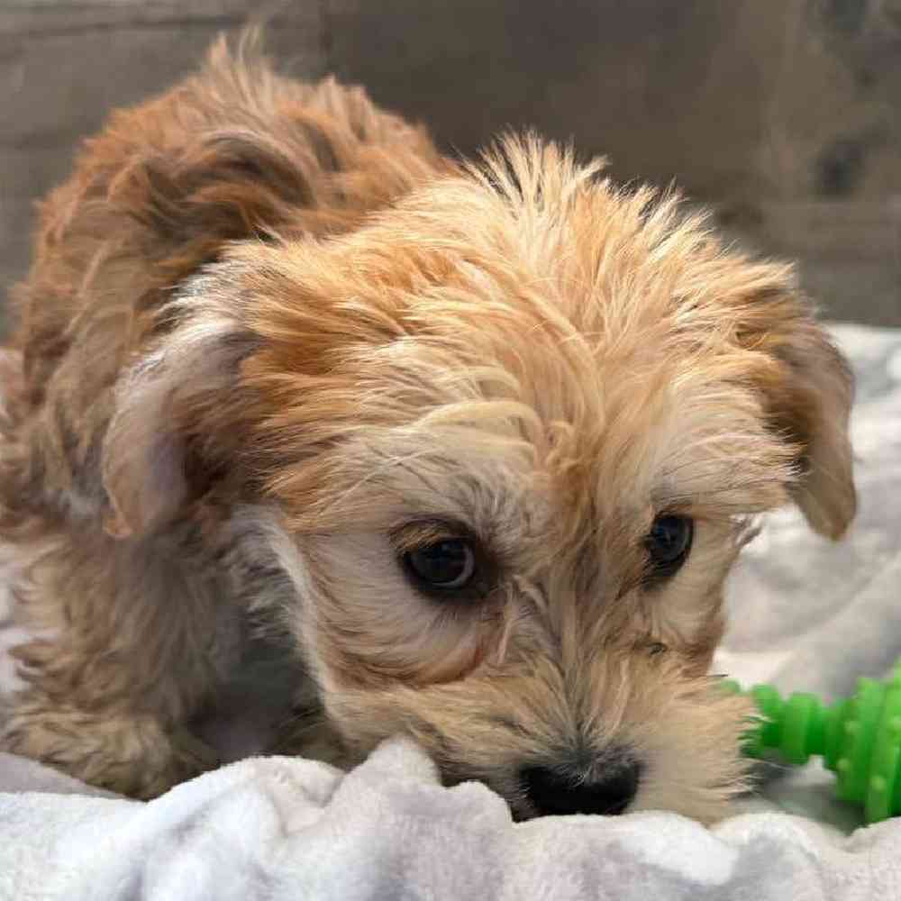 Female Yochon Puppy for Sale in Troy, MI