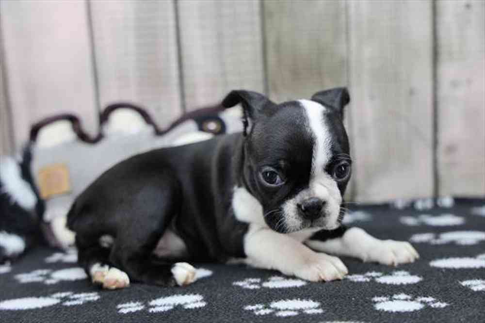 Image of a pet breed in the gallery