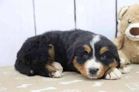 Bernese Mountain Dog
