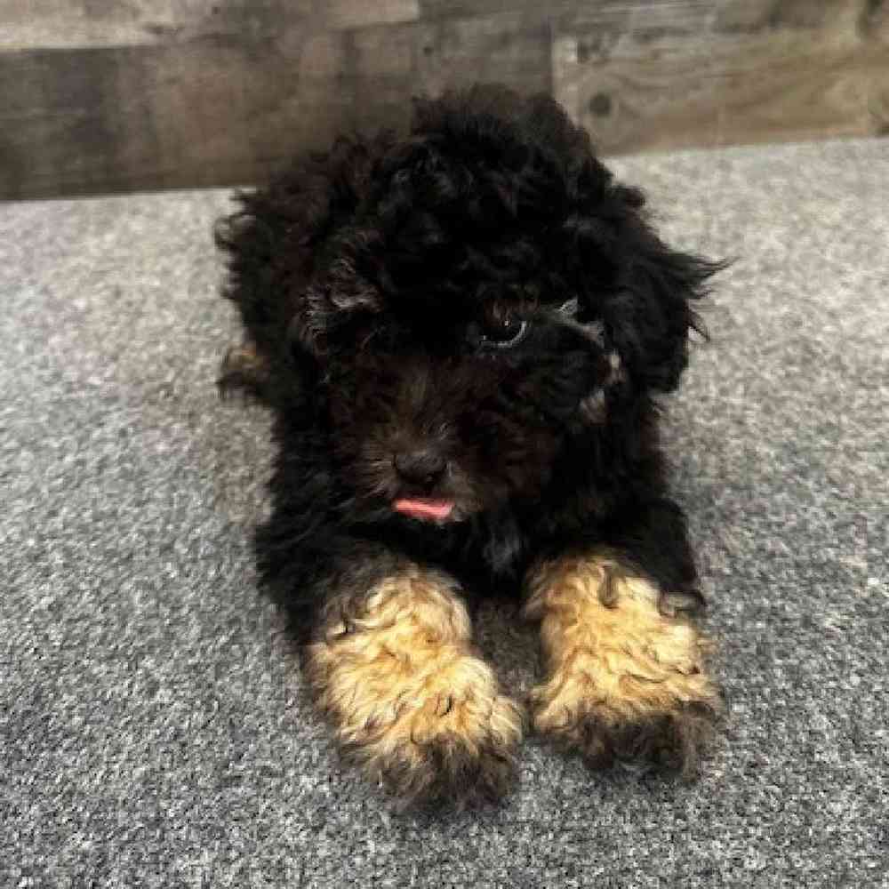 Male Yorkie-Poo Puppy for Sale in Troy, MI