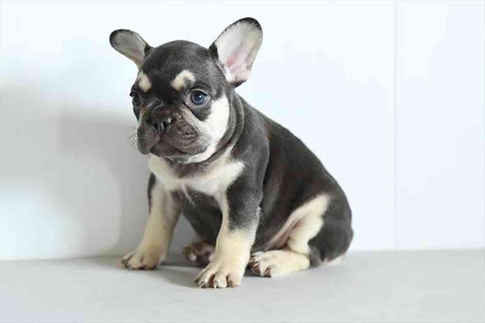 pet breed image