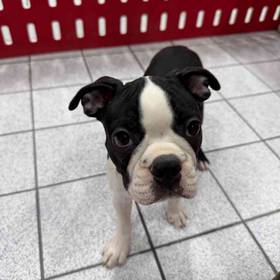 Boston Terrier