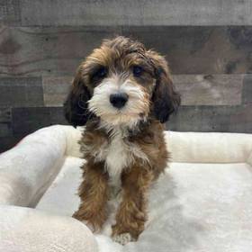 Mini Bernedoodle