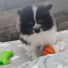 Pomeranian