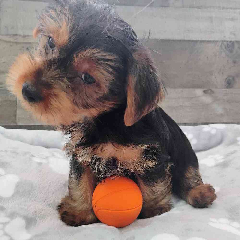 Male Yorkie Puppy for Sale in Troy, MI