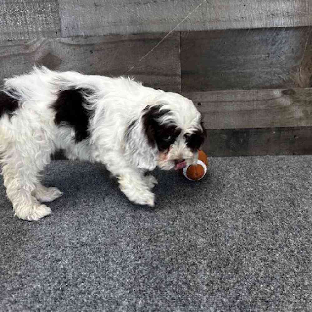 Female Cockapoo Puppy for Sale in Troy, MI