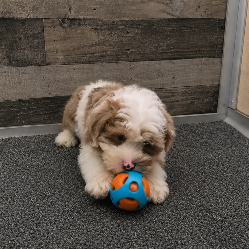 Male Schnoodle Puppy for Sale in Troy, MI
