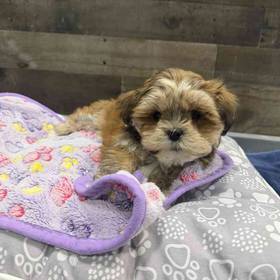 Lhasa Apso