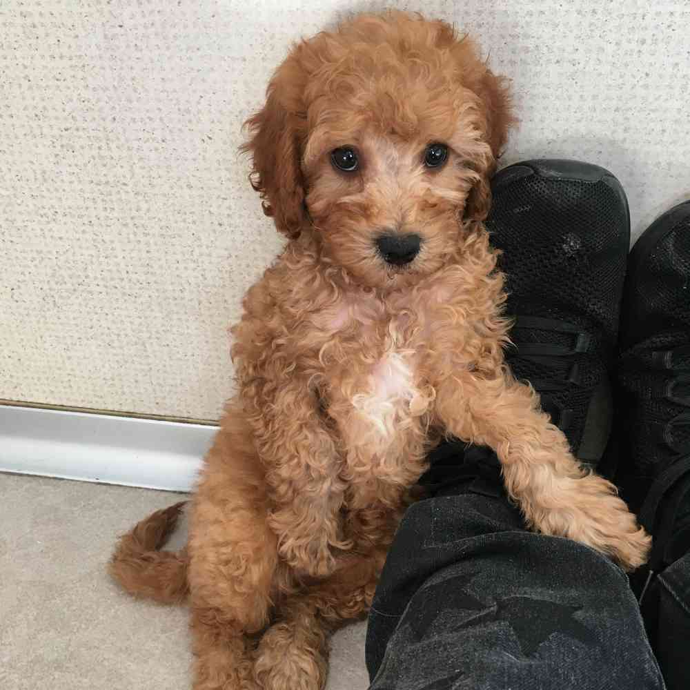 pet breed image