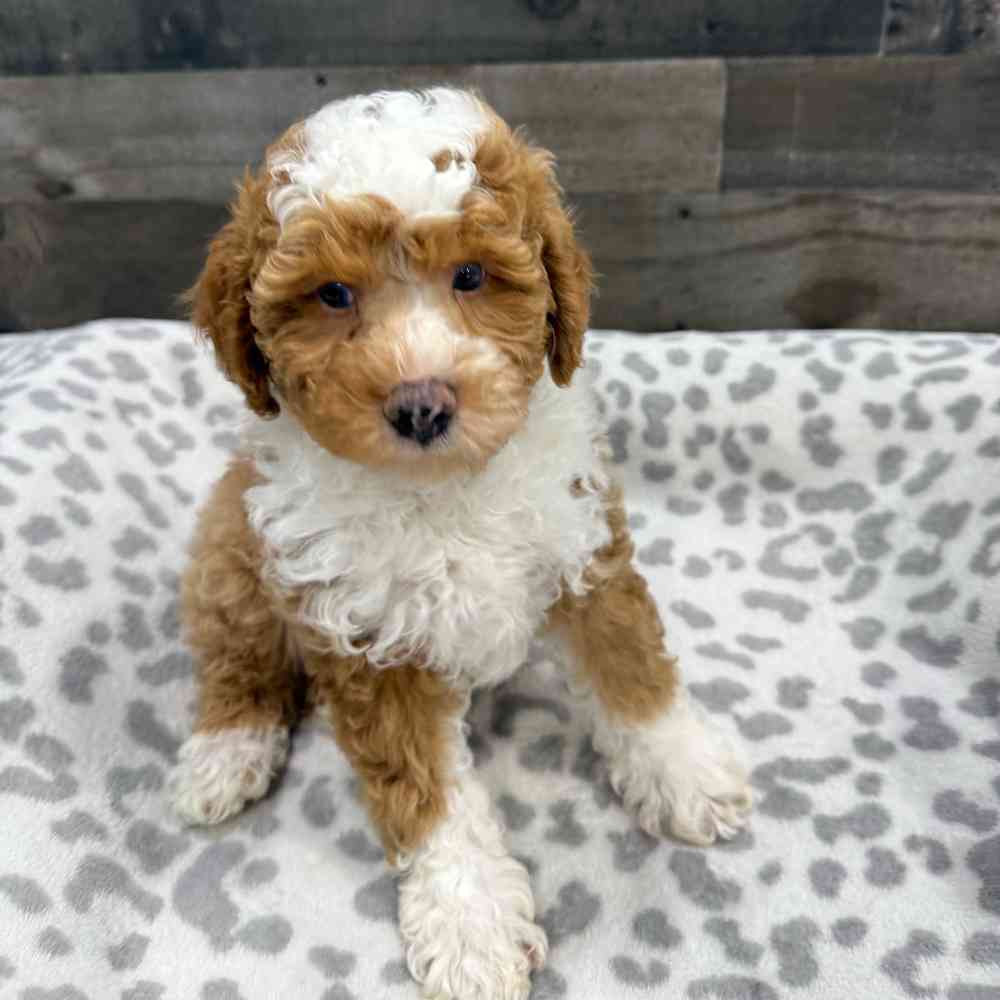 Image of a pet breed in the gallery