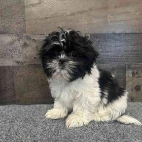 Shih Tzu