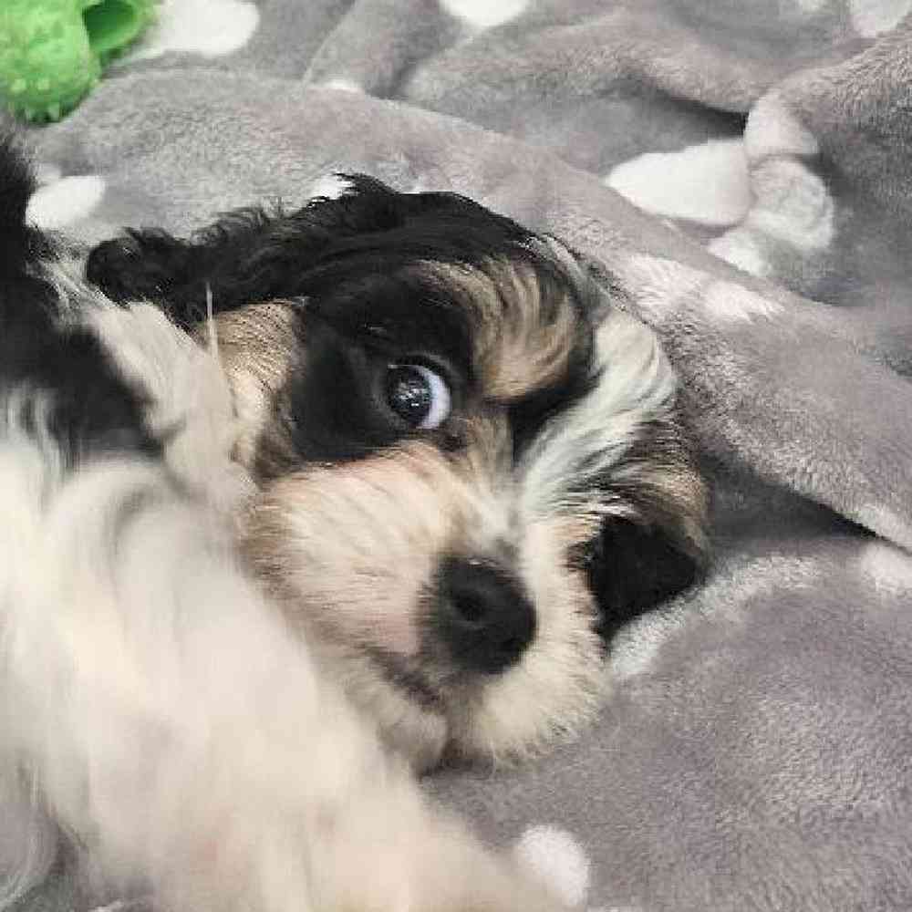 Male Cavapoo Puppy for Sale in Troy, MI