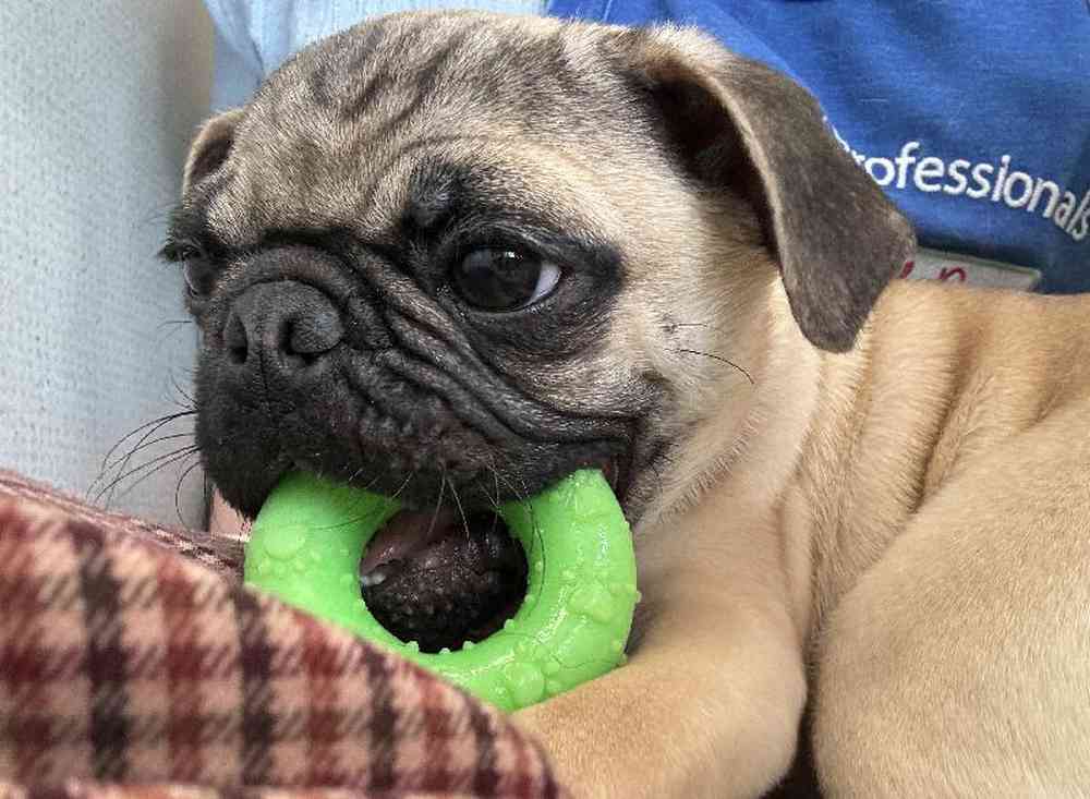 Male Pug Puppy for Sale in Novi, MI