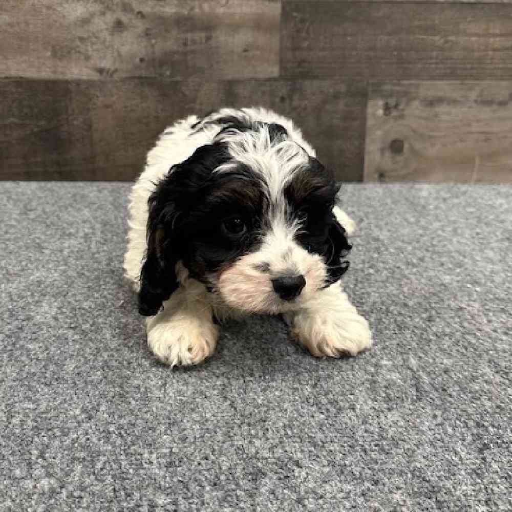 Male Cavapoo Puppy for Sale in Troy, MI