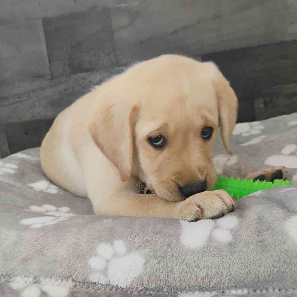 Female Labrador Retriever Puppy for Sale in Troy, MI