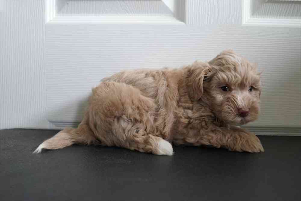 pet breed image