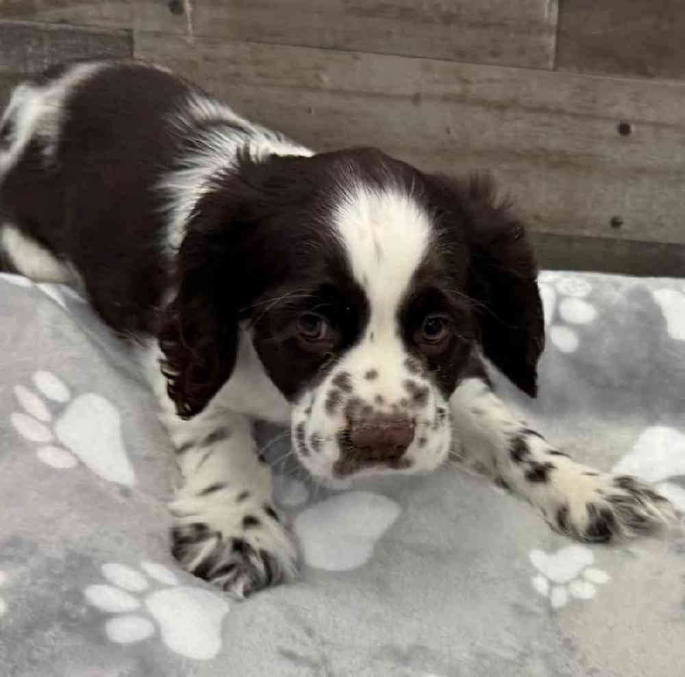 Female Cocker Spaniel Puppy for Sale in Troy, MI