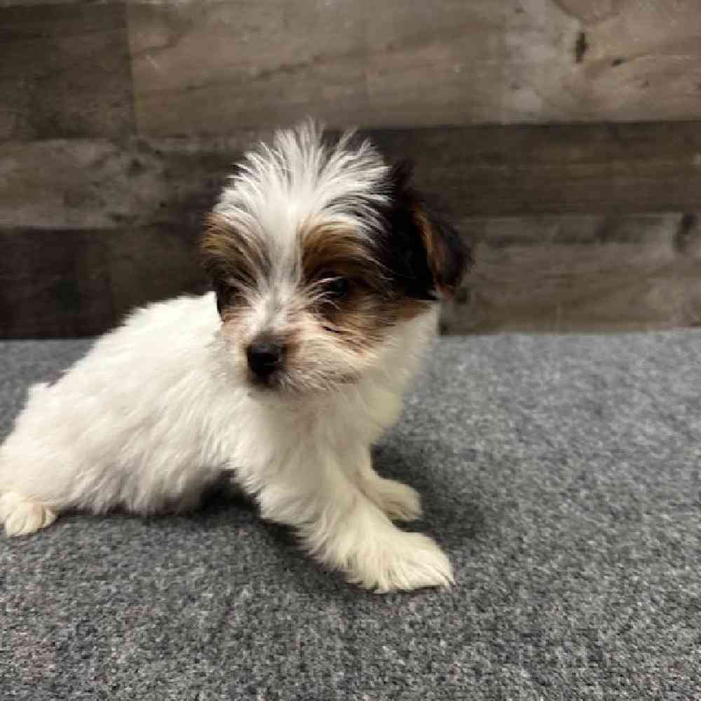 Female Yorkie Puppy for Sale in Troy, MI