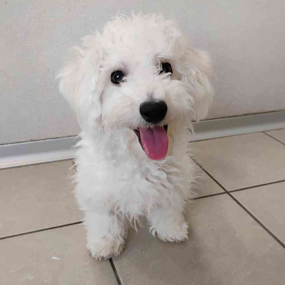 Male Bichon Frise Puppy for Sale in Troy, MI