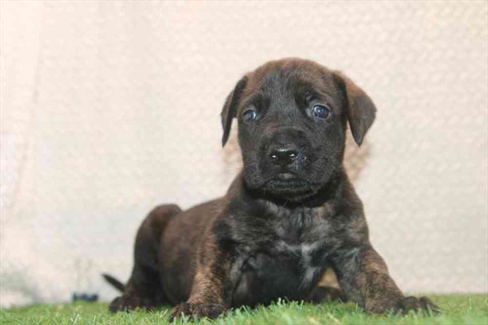 pet breed image