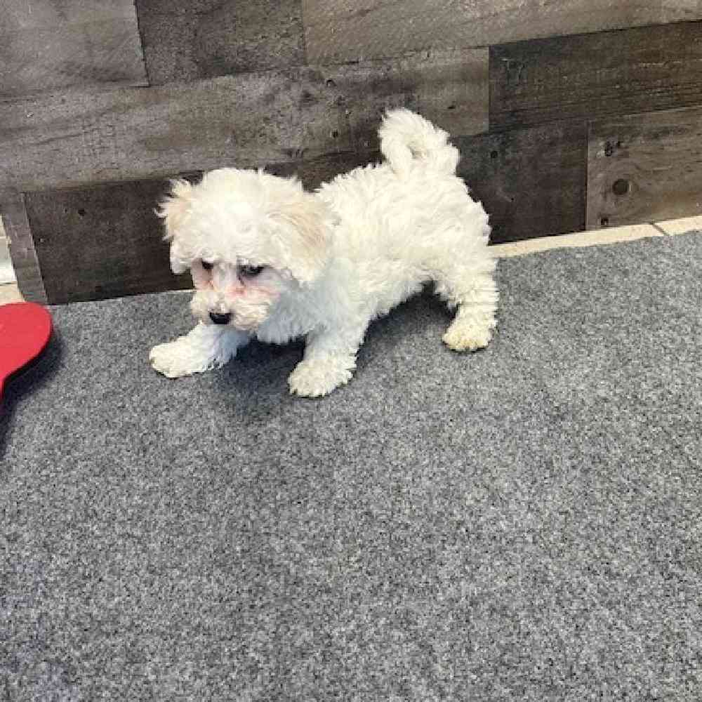 Male Bichon Frise Puppy for Sale in Troy, MI