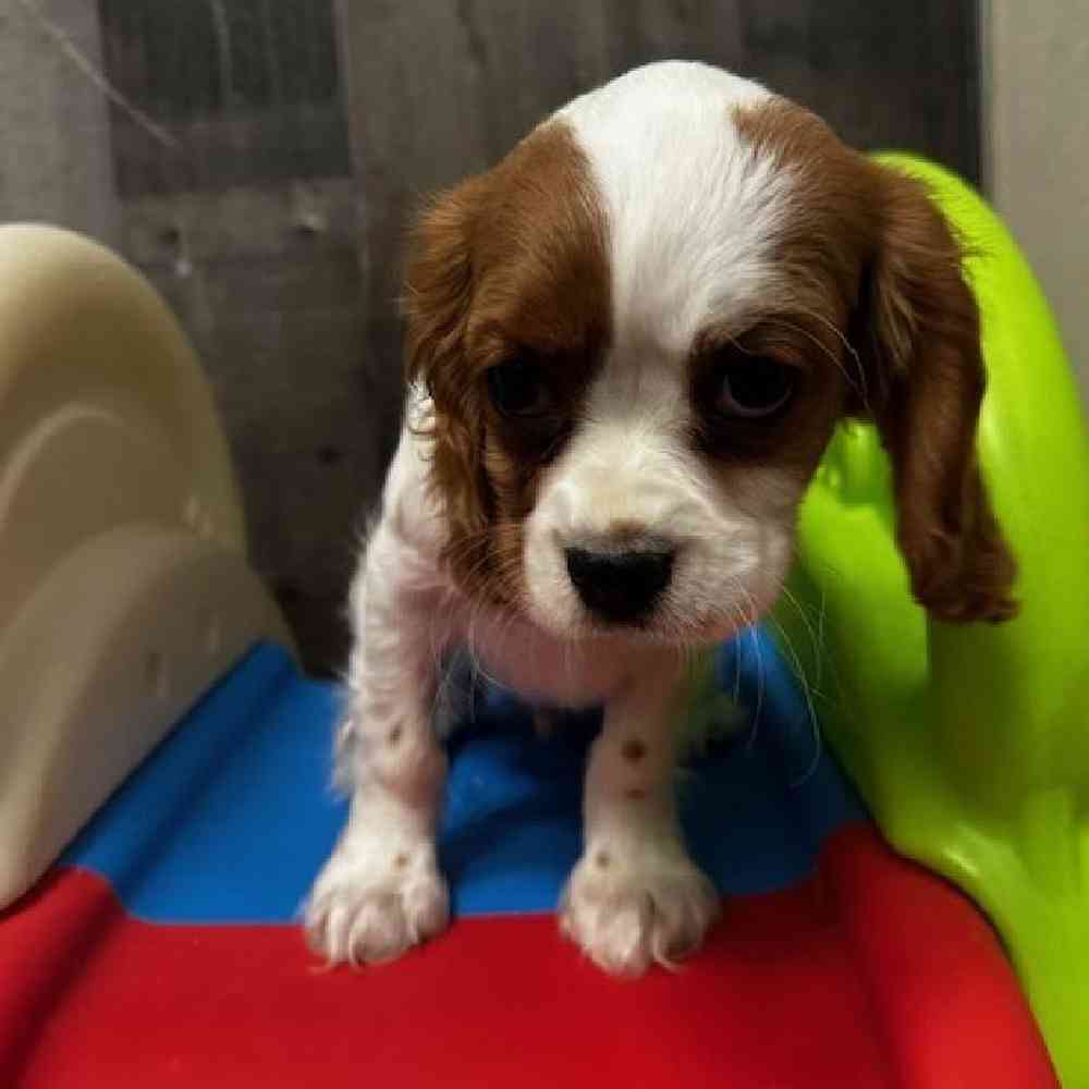 Male Cavalier King Charles Spaniel Puppy for Sale in Troy, MI