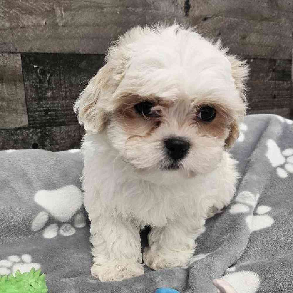 Male Shichon Puppy for Sale in Troy, MI