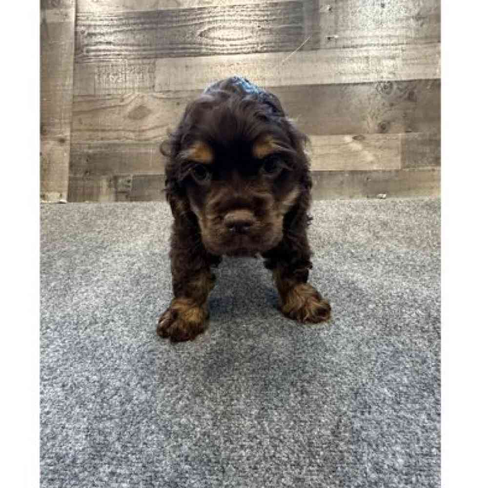 Female Cocker Spaniel Puppy for Sale in Troy, MI