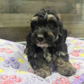 Mini Bernedoodle