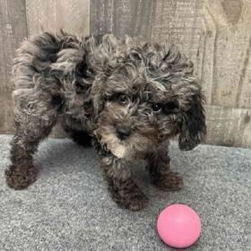 Mini Poodle