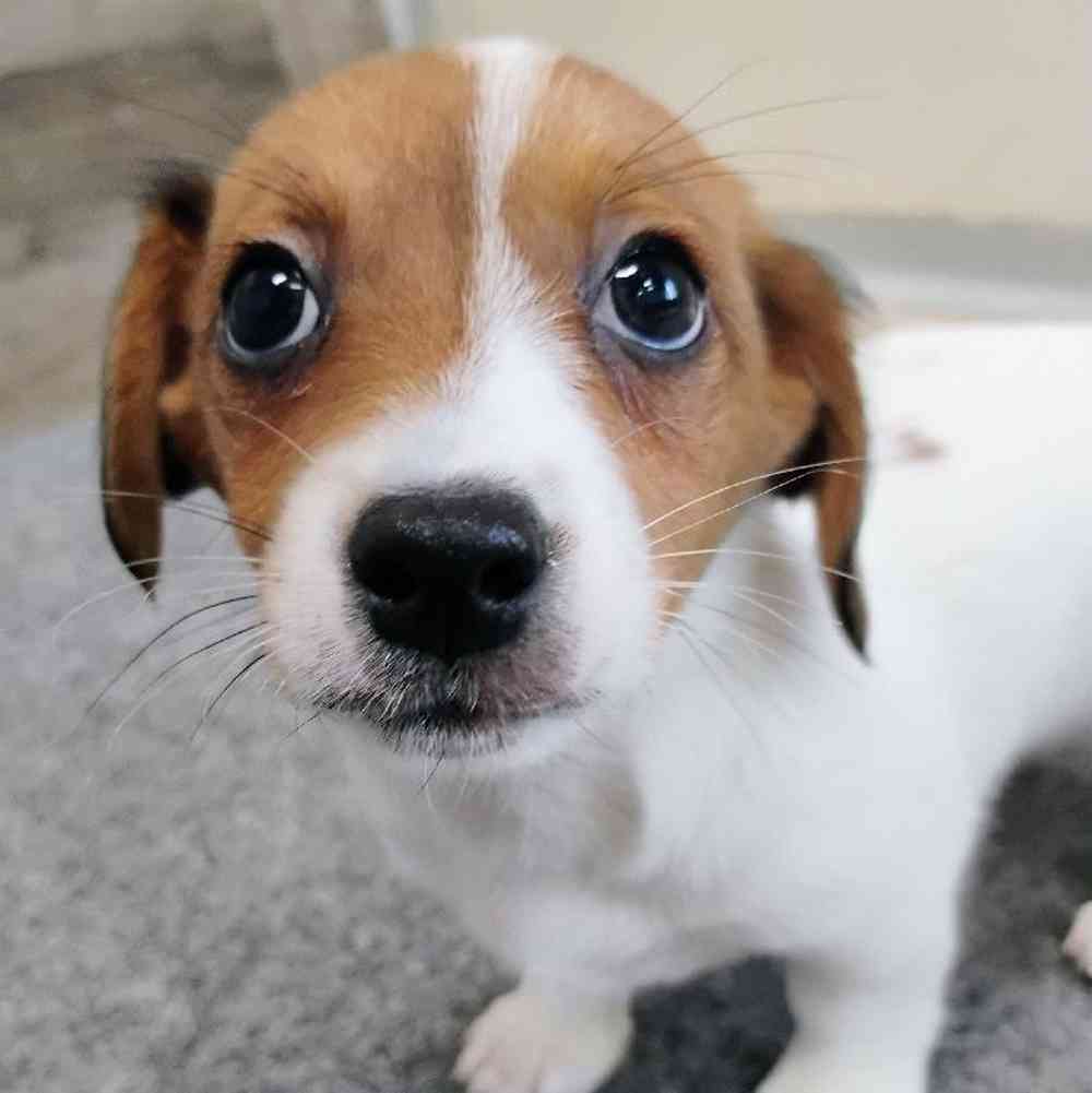 Male Chiweenie Puppy for Sale in Troy, MI