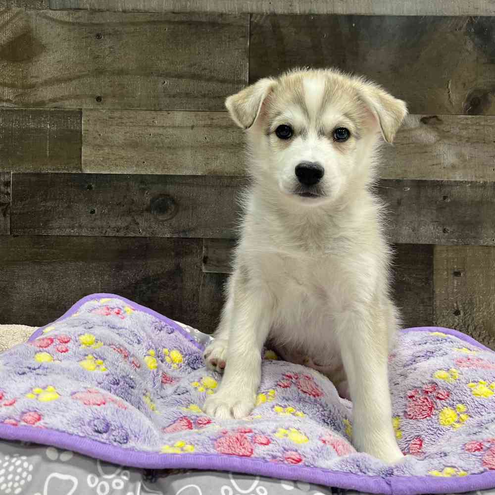 pet breed image